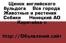 Щенок английского бульдога  - Все города Животные и растения » Собаки   . Ненецкий АО,Каратайка п.